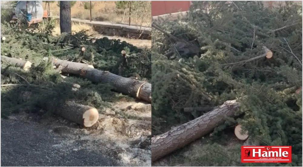 Vicdanınız kurusun! Ulukışla’da 40 yıllık çam ağaçlarını katlettiler!