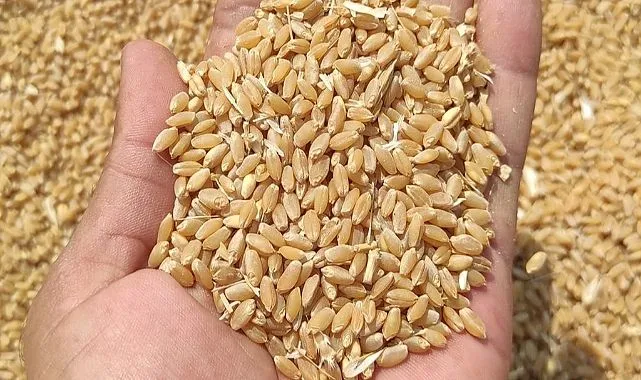 Hububat piyasası coştu! Ekmeklik buğday fiyatı uçtu