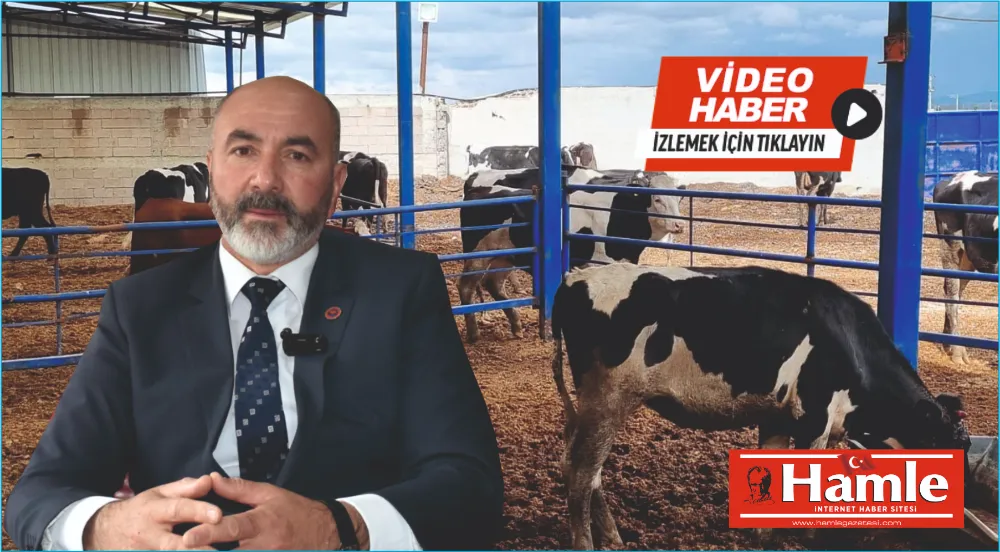 Niğde’de damızlık inekler kesime gidiyor