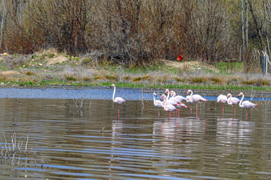 Akkaya Barajı’nın misafirleri flamingolar geldi!