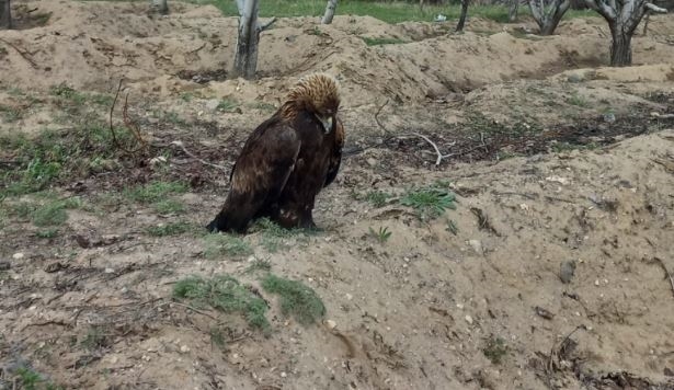 Niğde’de yaralı olarak bulunan kartal tedavi altına alındı