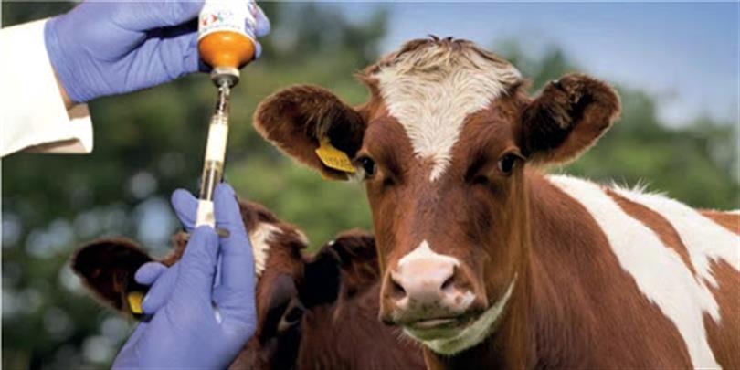Niğde’de 133 bin 643 hayvana şap aşısı yapıldı
