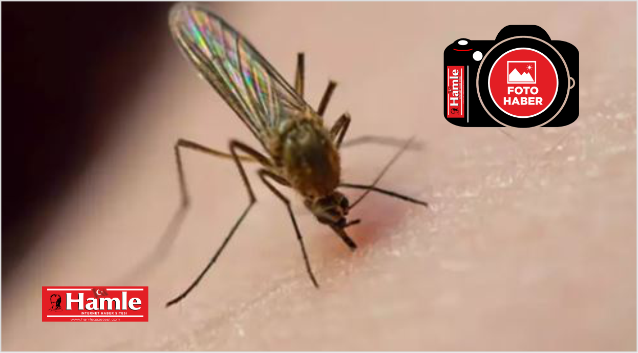 Sivrisinek ısırığına ne iyi gelir? Sivrisinek kaşıntısı nasıl geçer?