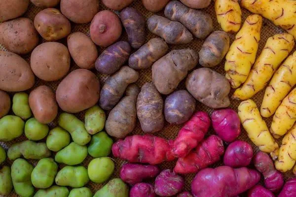 Kaç Çeşit Patates Var Biliyor musunuz İşte Niğde’nin Patates Zenginliği tıkla öğren