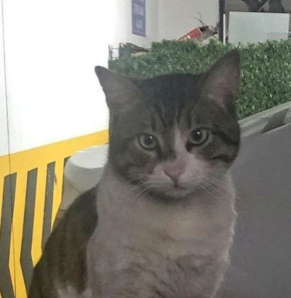 Yüzlerce Hayvansever Kedi Eros İçin Adliyeye Koştu!