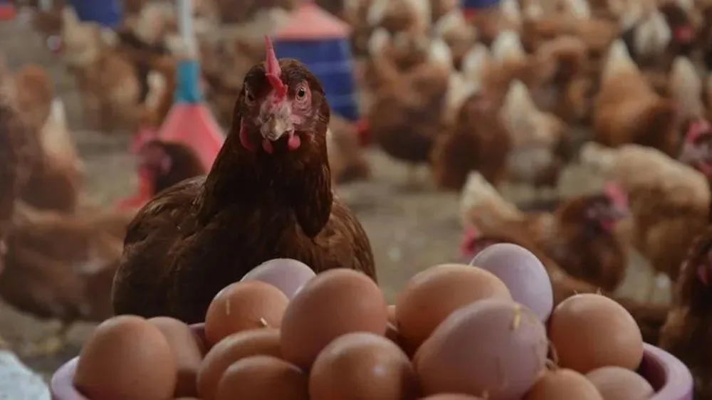 Şubatta yumurta ve tavuk eti üretimi azaldı