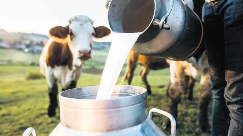 Süt üretimi arttı! 897 bin 379 ton inek sütü toplandı