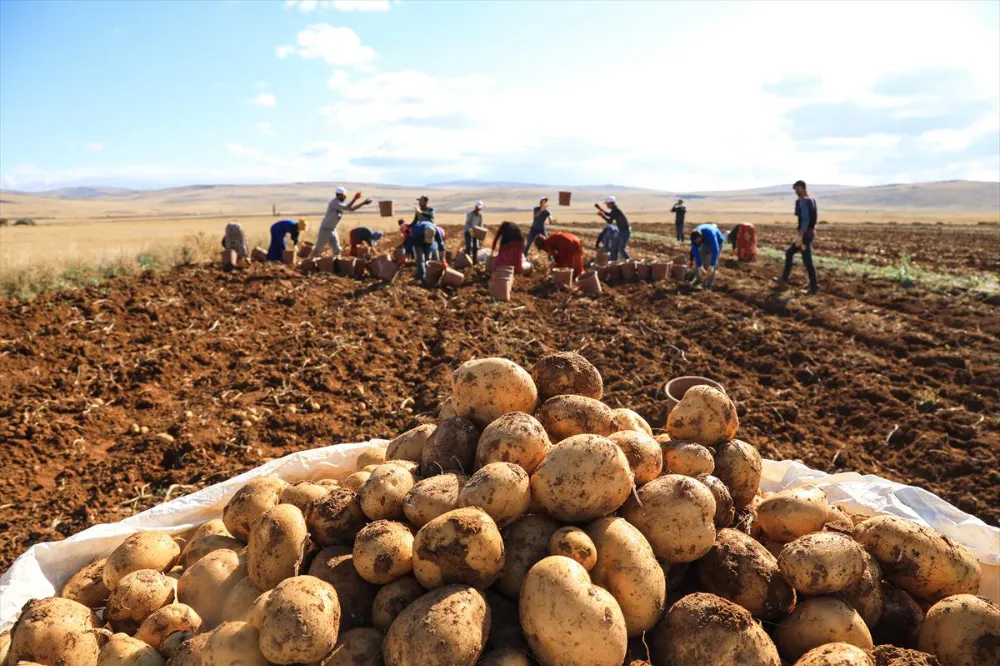 Niğde’de patates ekimi geçen yıla oranla yüzde 35 arttı