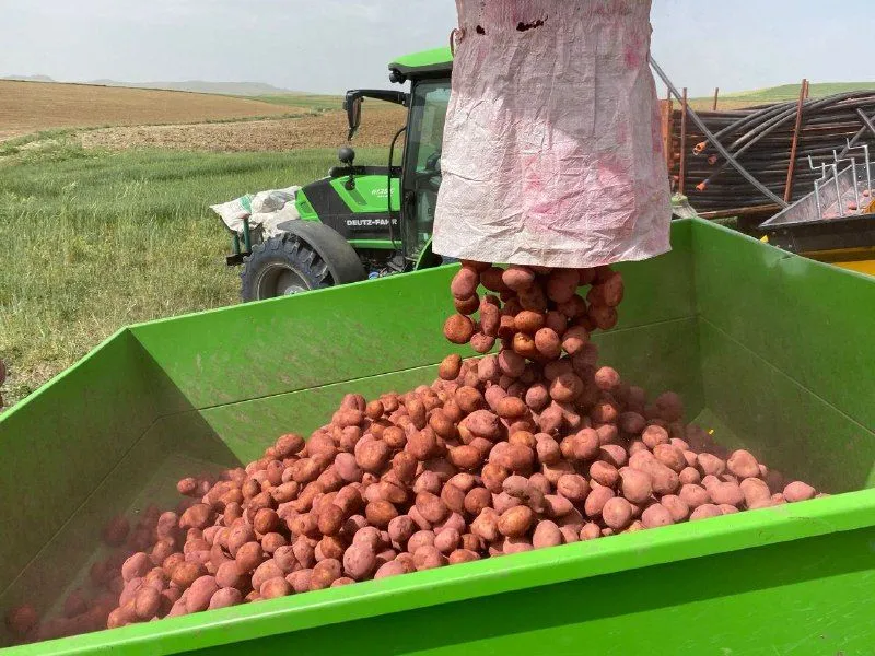 Niğde’de patates ekimine başlandı
