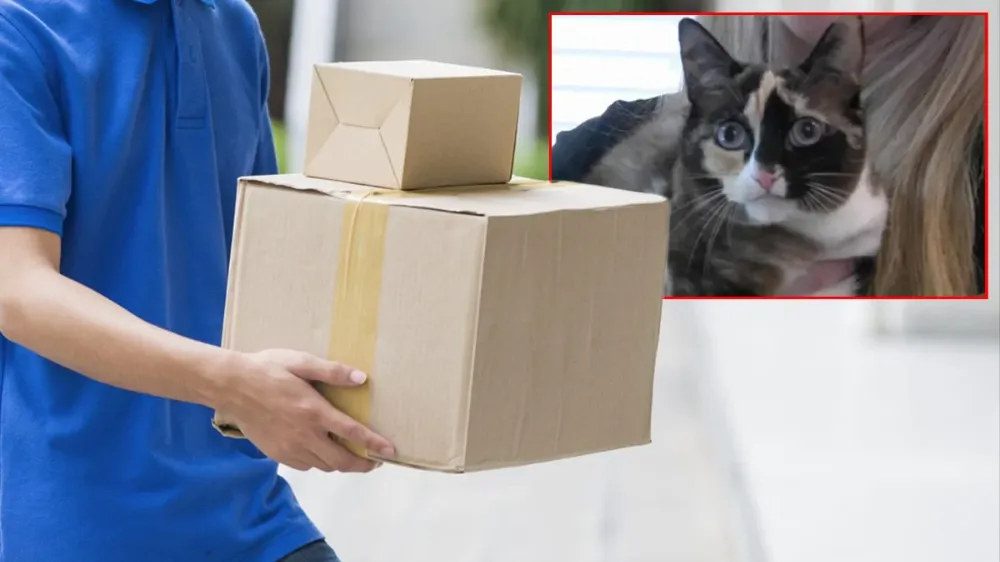 Akıllara durgunluk veren olay: Kayıp kedi kargo paketiyle bin kilometre yol gitmiş
