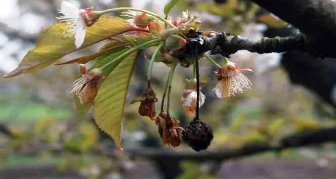 Meyve üreticilerine ‘çiçek monilyası’ ilaçlama uyarısı