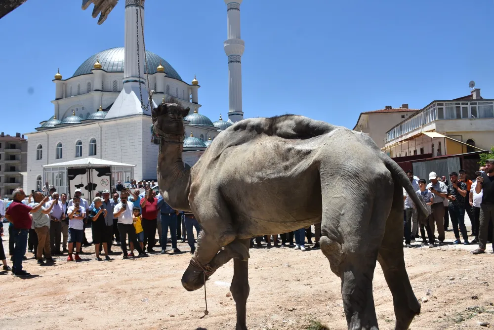 Hacı Mehmet Güneş Cami İbadete Açıldı! Açılışta deve kurban edildi
