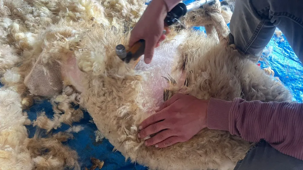 Sıcaklıklar arttı, Niğde’de koyunlar kırkılmaya başladı