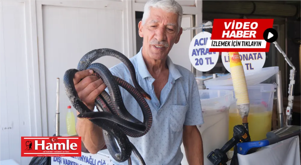 Koynunda beslediği yılanlar böyle ısırdı