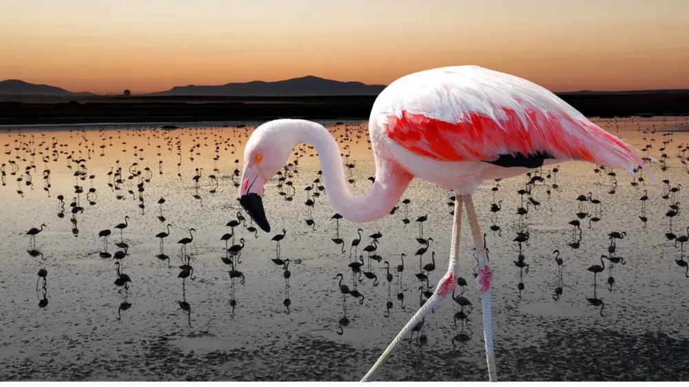 NÖHÜ Öğretim Üyesi Karataş: 4 bin 300 yavru flamingo tespit edildi