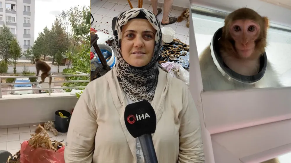 Dikkat maymun çıkabilir! Maymunun saldırdığı genç kız hastanelik oldu!