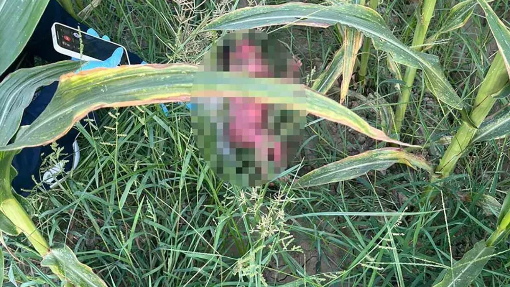 Vicdansızlar! Yeni doğan bebeği mısır tarlasına attılar