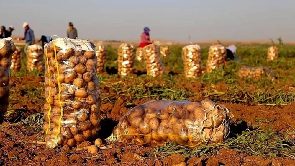 Niğde’de patates işçilerinin yevmiyesi belli oldu