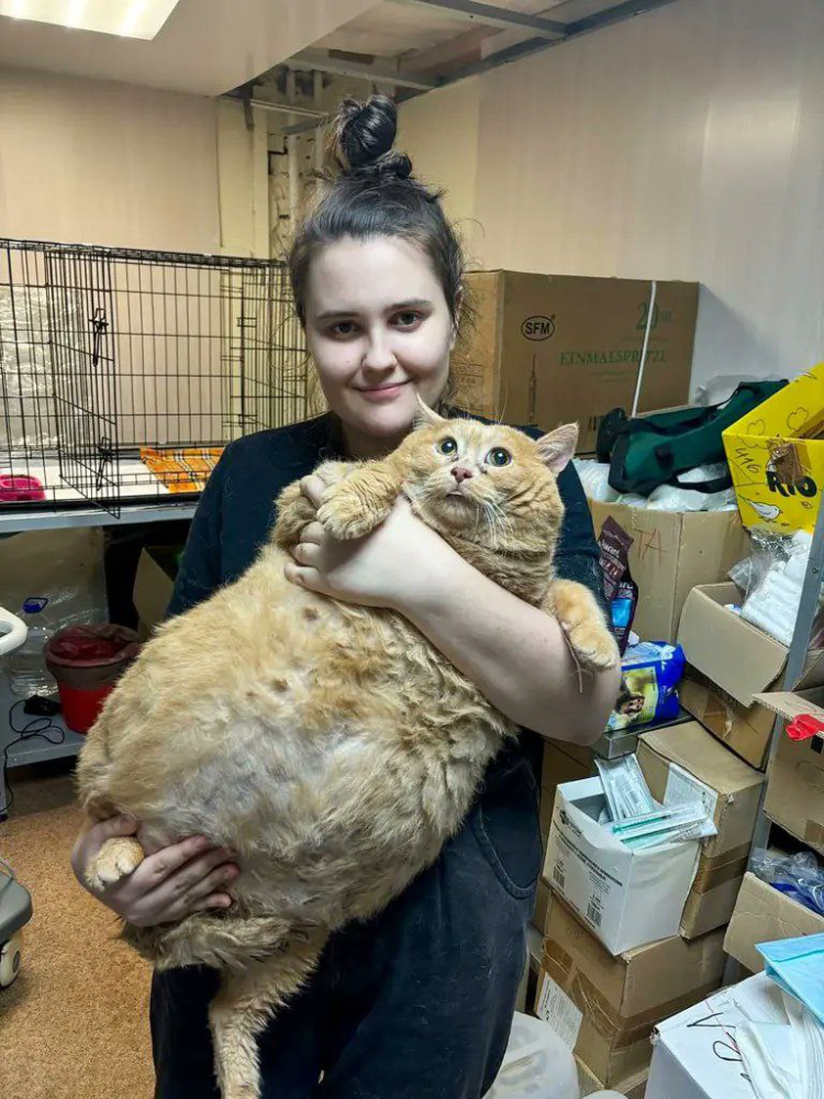 SİZ HİÇ 38 KİLO KEDİ GÖRDÜNÜZ MÜ?