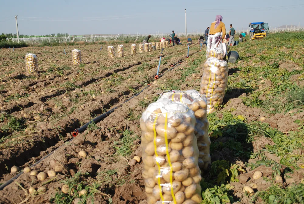 NİĞDE’DE KIŞLIK PATATES HASADI BAŞLADI