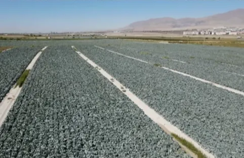 NİĞDE’DE LAHANA TARLALARINDA DENETİM YAPILDI