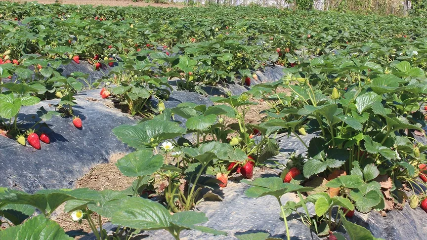 Organik tarım üretimi 1,3 milyon tonu aştı