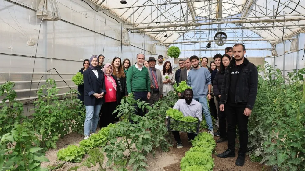 NÖHÜ TARIM FAKÜLTESİ’NDE UYGULAMALI MARUL HASADI GERÇEKLEŞTİ