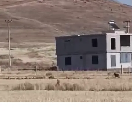 NİĞDE’NİN ÇARDAK KÖYÜ’NDE KURT GÖRÜNTÜLENDİ (VİDEO HABER)