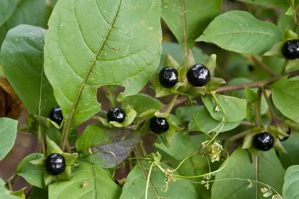 KARAATLI’DAKİ YEMEKTEKİ “ISPANAK” DEĞİL YABANİ OT ÇIKTI