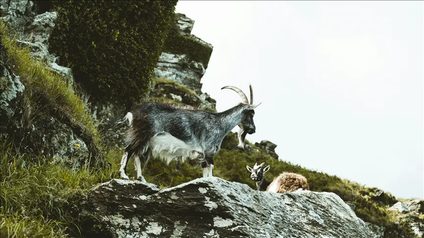 Yaban keçisi avlayan kişiye 953 bin 82 lira ceza uygulandı