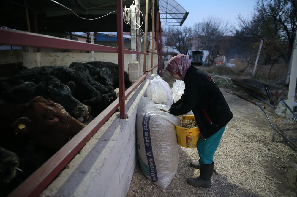 NİĞDELİ GENÇ VETERİNER DEVLET DESTEĞİYLE HAYVANCILIĞA BAŞLADI