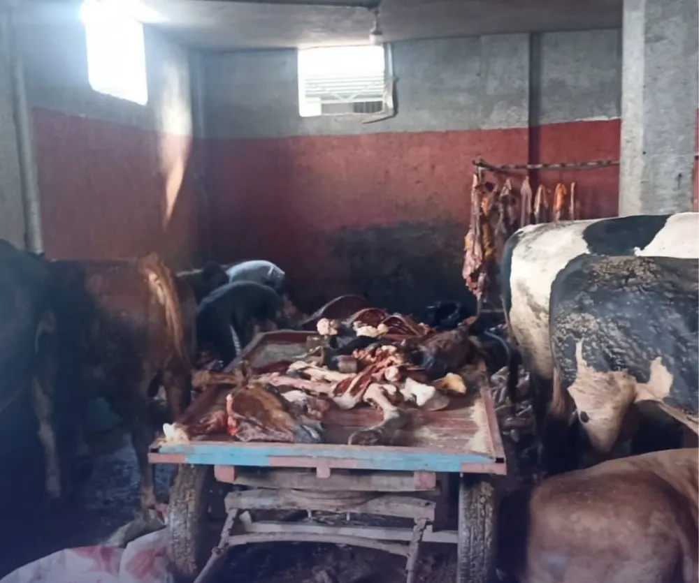 2,5 TON AT ETİ ELE GEÇİRİLDİ