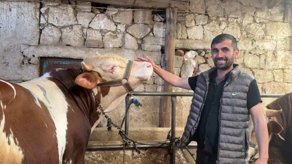 KARSLI BESİCİDEN NİĞDELİLERE UYGUN FİYATLI KURBANLIK