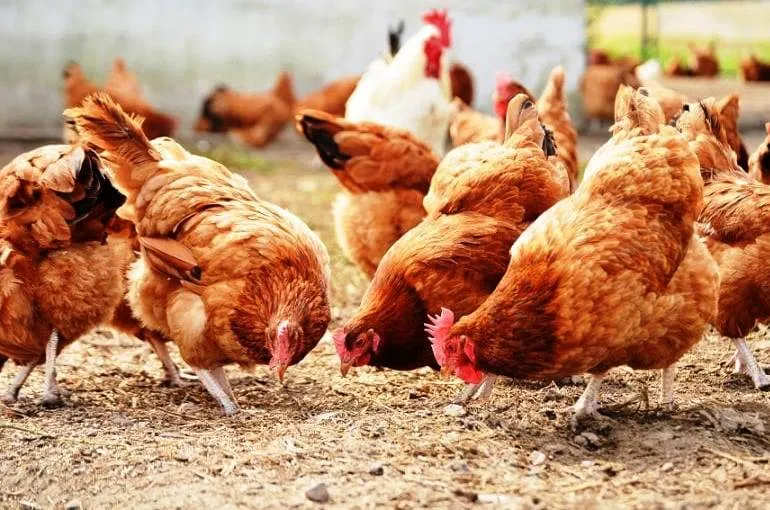 TAVUK ETİ ÜRETİMİ ARTARKEN YUMURTA ÜRETİMİNDE DÜŞÜŞ YAŞANDI