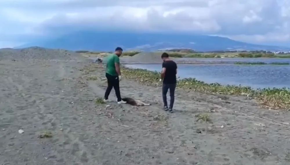 KUDUZ ALARMI  SAHİPSİZ KÖPEKLER TOPLANIYOR