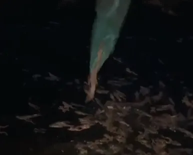 ÇİFTLİK ÇARDAK’TA KURBAĞA HIRSIZLARINA JANDARMA OPERASYONU