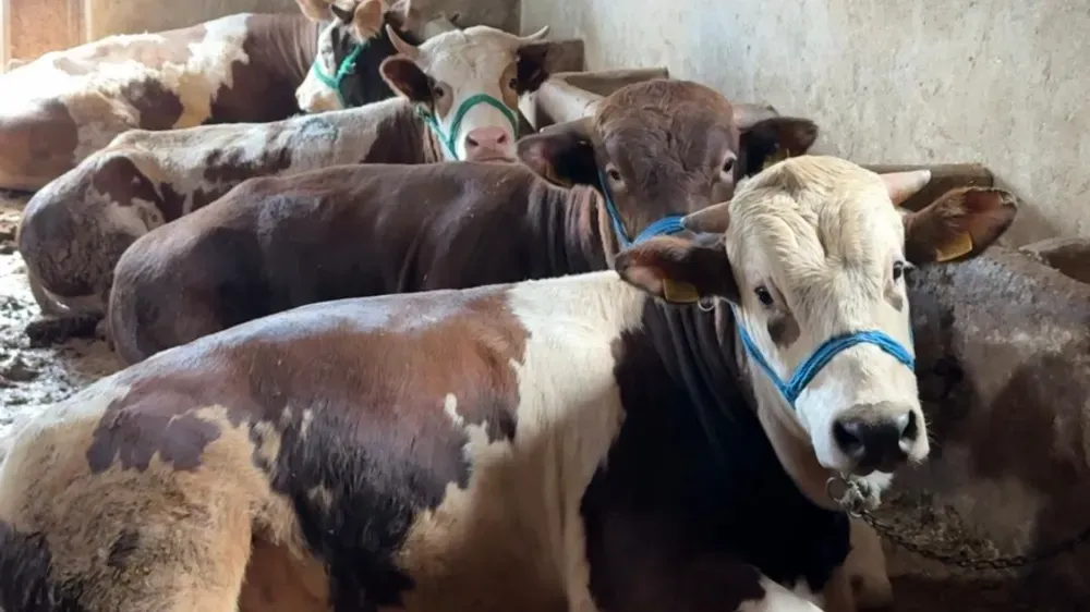 NİĞDE’DE ŞAP HASTALIĞI ALARMI! HAYVAN PAZARLARI GEÇİCİ OLARAK KAPATILDI