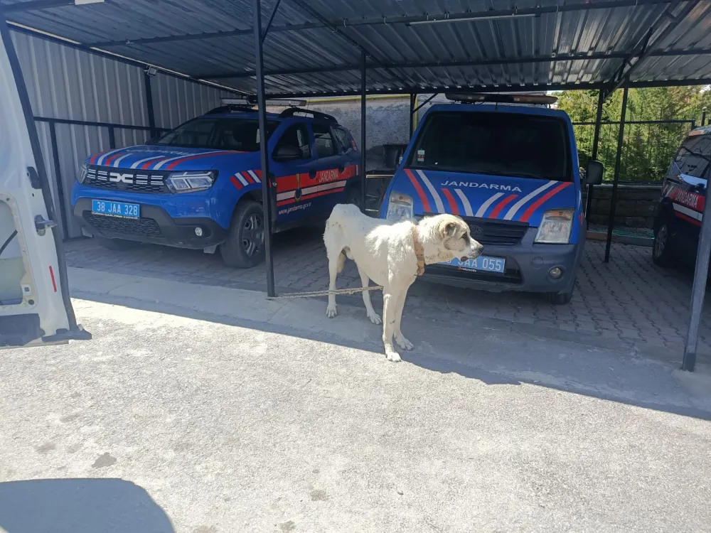 KÖPEĞİNİ İPLE BAĞLAYIP OTOMOBİLİNİ ÇEKTİRDİ, CEZA YAĞDI!