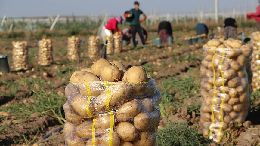 NİĞDE’DE HASAT BAŞLADI BU FİYATLAR İLK KEZ GÖRÜLDÜ