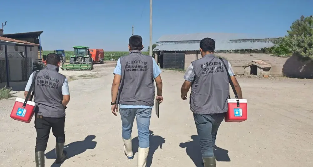 NİĞDE’DE 1,5 AYDA 190 BİN HAYVANA ŞAP AŞISI