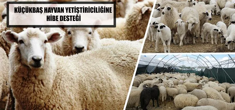 2025 YILINDA KÜÇÜKBAŞ HAYVANCILIK DESTEKLERİ AÇIKLANDI