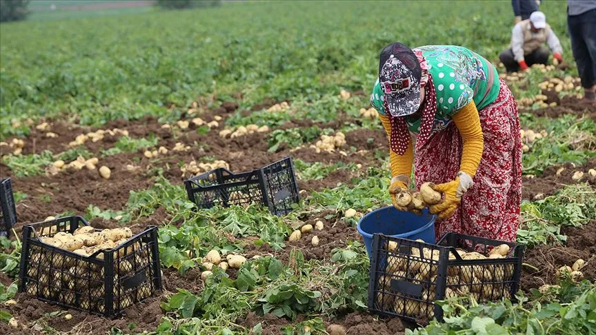TARIM VE ORMAN BAKANLIĞI’NDAN ÜRETİCİYE DESTEK: PATATES VE SOĞANA YENİ TEŞVİK