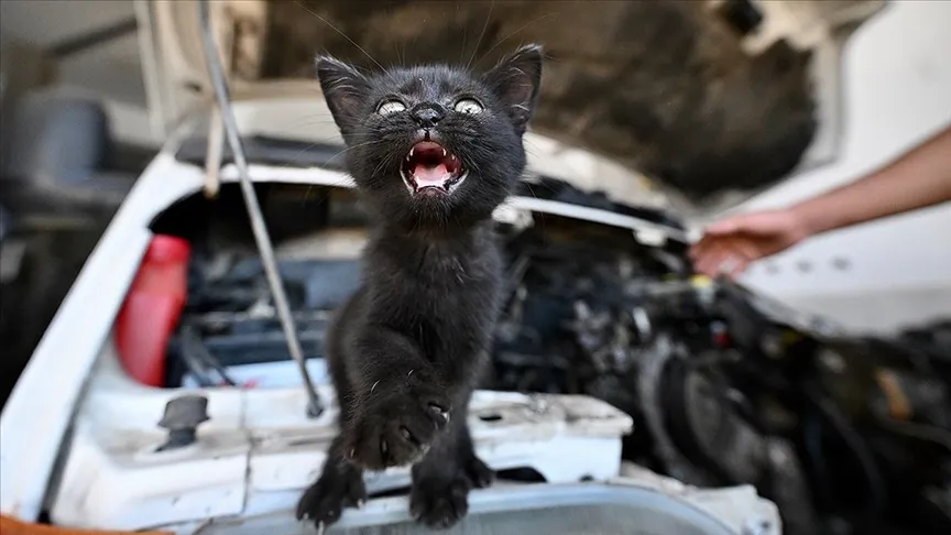 TAMİRE GETİRİLEN OTOMOBİLİN MOTOR KISMINDAN ÇIKARILAN KEDİYİ USTA SAHİPLENDİ